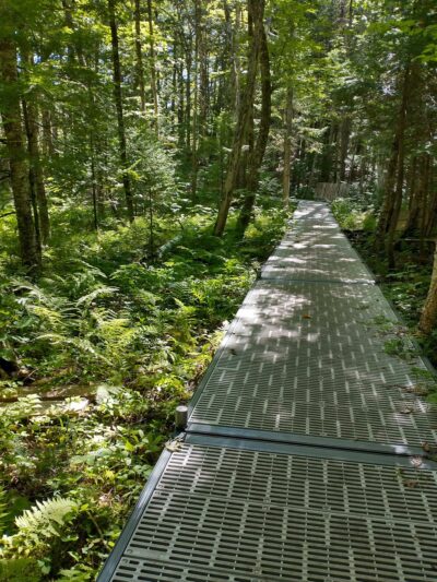 Bragdon Hill Forest - Poland, ME