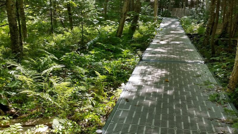 Bragdon Hill Forest - Poland, ME