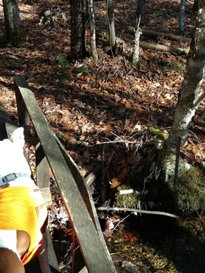 Bragdon Hill Forest - Poland, ME