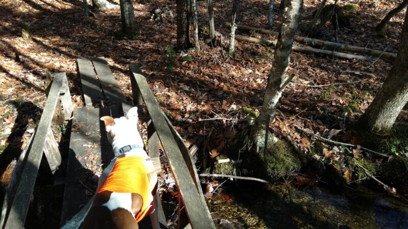 Bragdon Hill Forest - Poland, ME