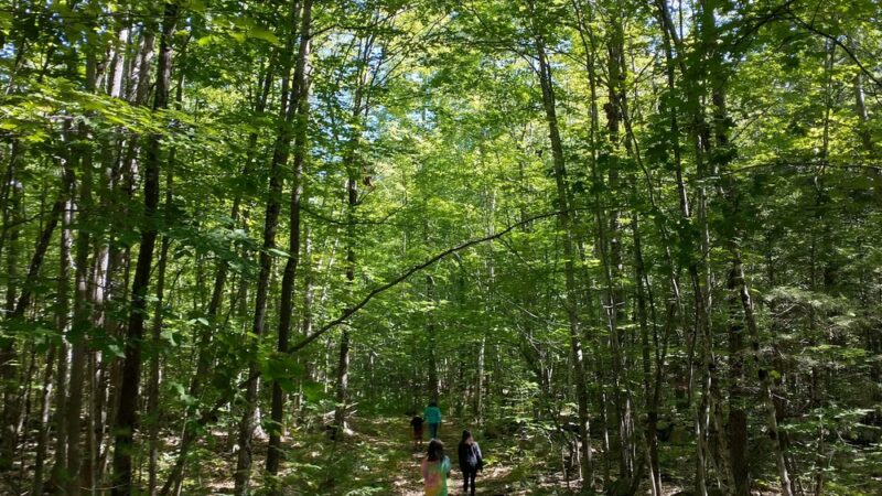 Bragdon Hill Forest - Poland, ME