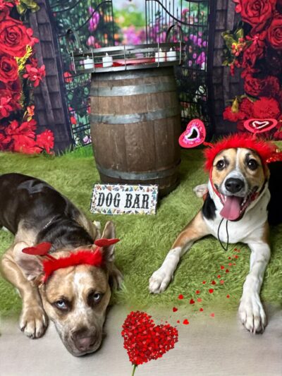 Besties 4 Paws - Pompton Plains, NJ