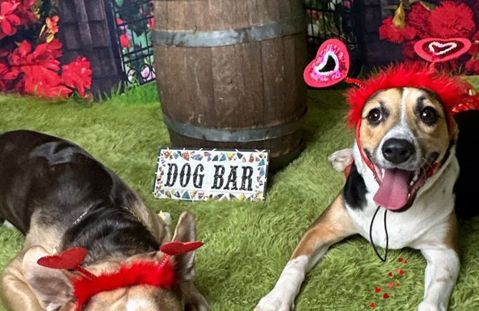 Besties 4 Paws - Pompton Plains, NJ
