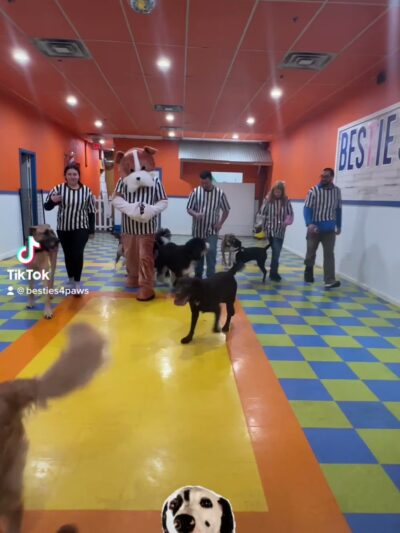 Besties 4 Paws - Pompton Plains, NJ