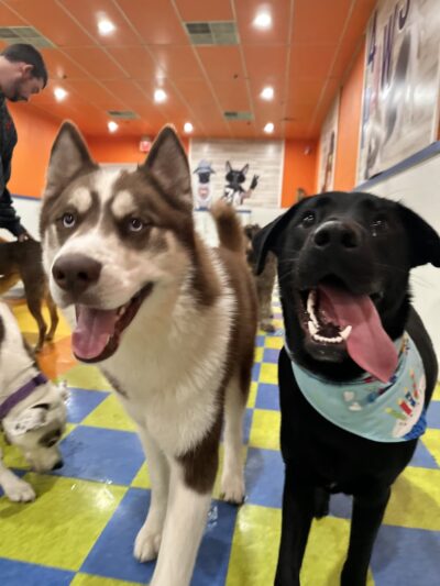 Besties 4 Paws - Pompton Plains, NJ