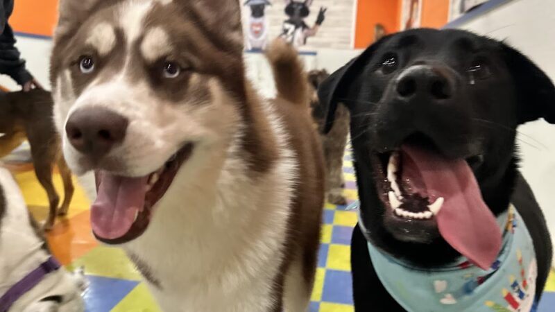 Besties 4 Paws - Pompton Plains, NJ