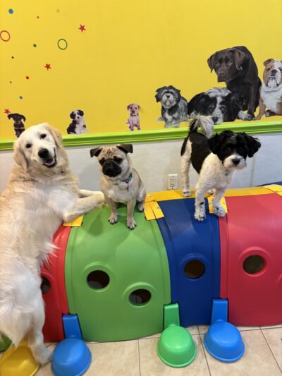 Besties 4 Paws - Pompton Plains, NJ