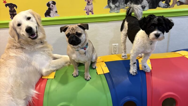 Besties 4 Paws - Pompton Plains, NJ
