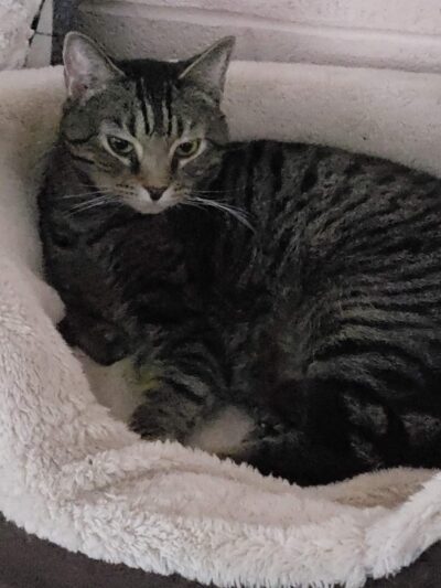 Pequannock Animal Shelter - Pompton Plains, NJ