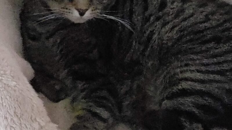 Pequannock Animal Shelter - Pompton Plains, NJ