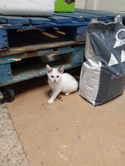 Pequannock Animal Shelter - Pompton Plains, NJ