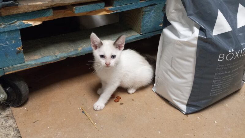 Pequannock Animal Shelter - Pompton Plains, NJ