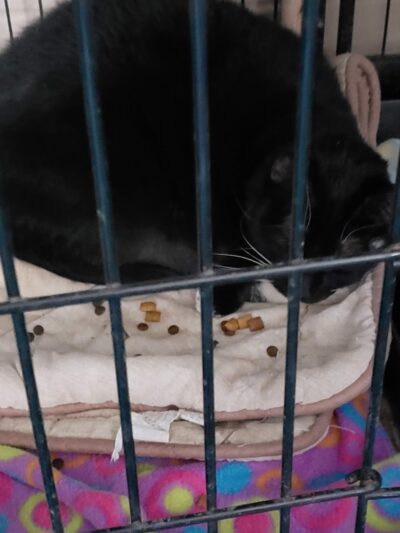 Pequannock Animal Shelter - Pompton Plains, NJ