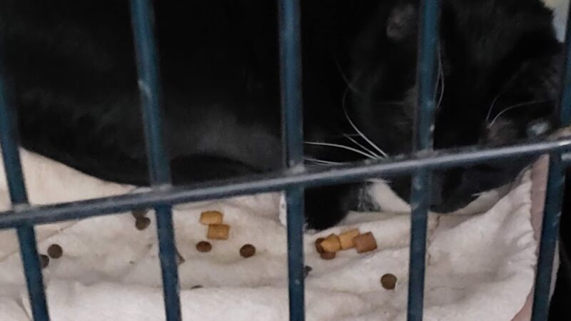 Pequannock Animal Shelter - Pompton Plains, NJ