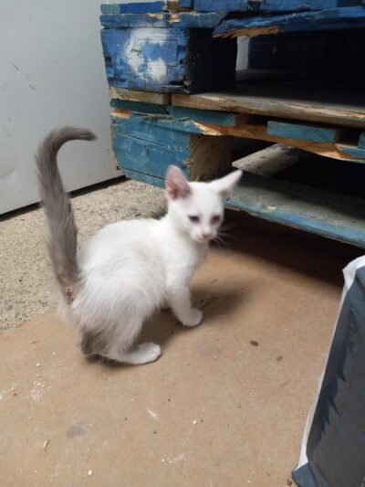 Pequannock Animal Shelter - Pompton Plains, NJ