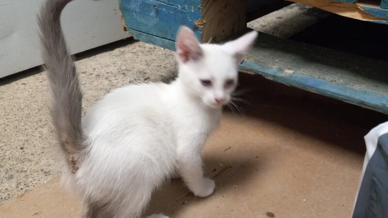 Pequannock Animal Shelter - Pompton Plains, NJ