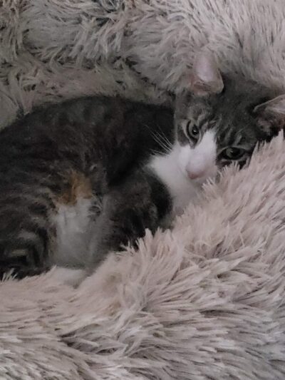 Pequannock Animal Shelter - Pompton Plains, NJ