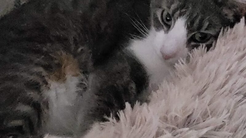 Pequannock Animal Shelter - Pompton Plains, NJ