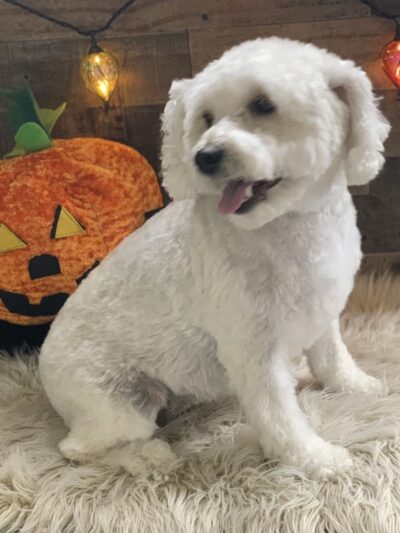 Priceless Pets - Pompton Plains, NJ
