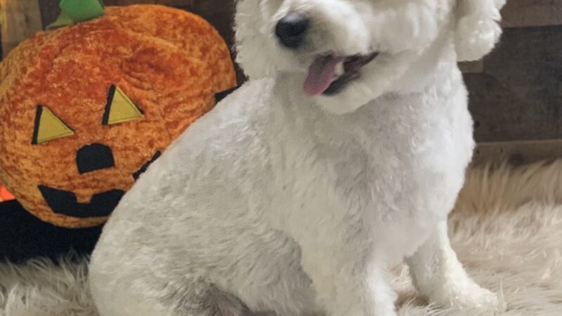 Priceless Pets - Pompton Plains, NJ