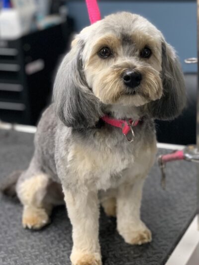Priceless Pets - Pompton Plains, NJ