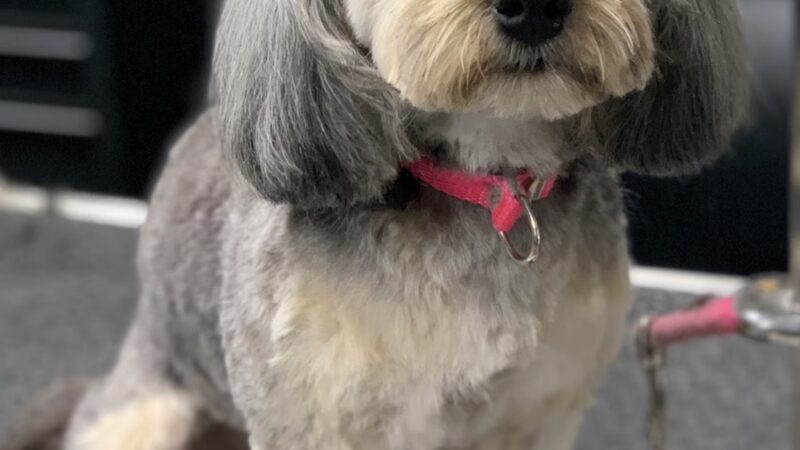 Priceless Pets - Pompton Plains, NJ