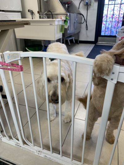 Priceless Pets - Pompton Plains, NJ