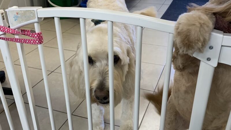 Priceless Pets - Pompton Plains, NJ
