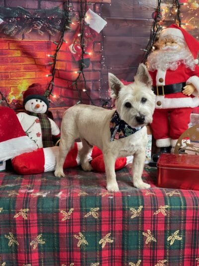 Priceless Pets - Pompton Plains, NJ
