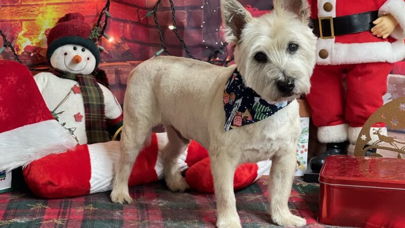 Priceless Pets - Pompton Plains, NJ