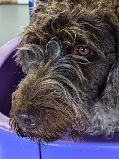 The Happy Hound K9 Social Club - Pompton Plains, NJ