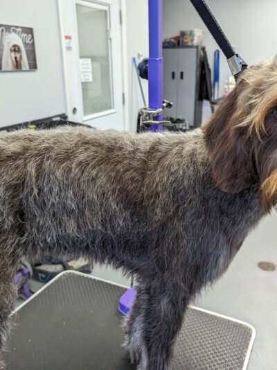 The Happy Hound K9 Social Club - Pompton Plains, NJ