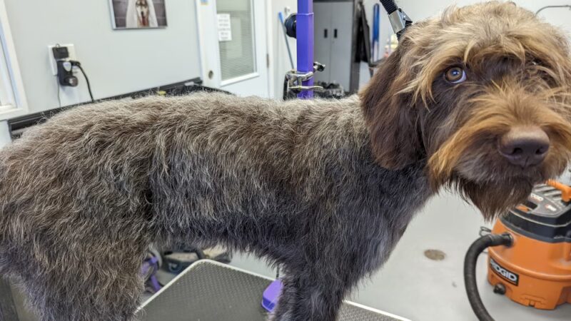 The Happy Hound K9 Social Club - Pompton Plains, NJ