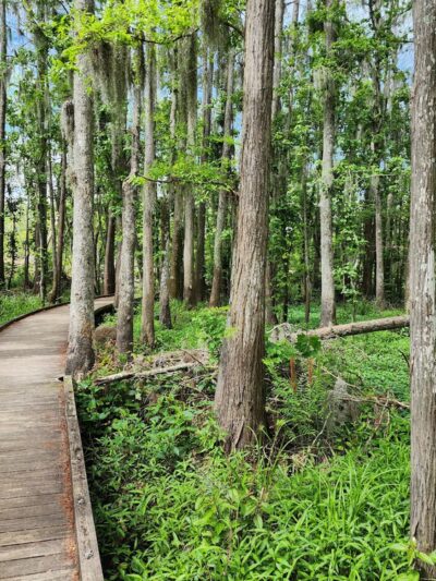 Joyce Wildlife Swampwalk - Ponchatoula, LA