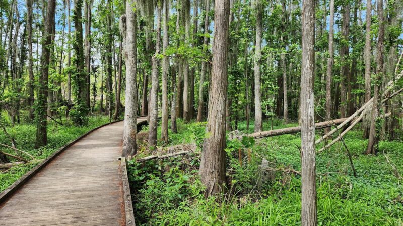 Joyce Wildlife Swampwalk - Ponchatoula, LA