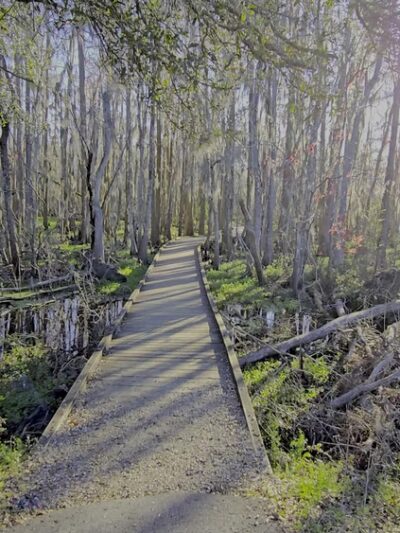Joyce Wildlife Swampwalk - Ponchatoula, LA