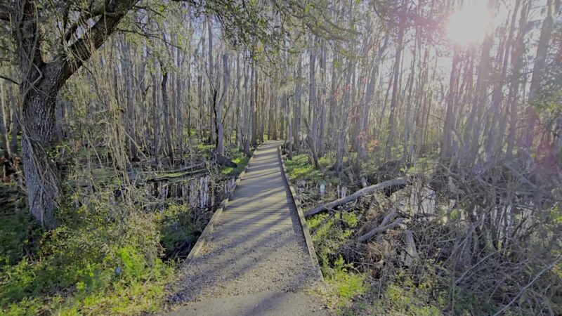 Joyce Wildlife Swampwalk - Ponchatoula, LA