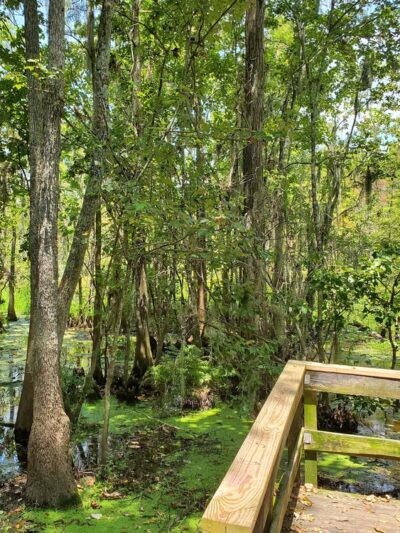 Joyce Wildlife Swampwalk - Ponchatoula, LA