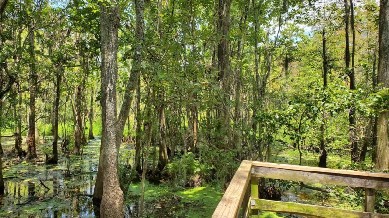 Joyce Wildlife Swampwalk - Ponchatoula, LA