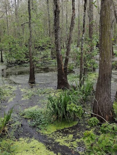 Joyce Wildlife Swampwalk - Ponchatoula, LA