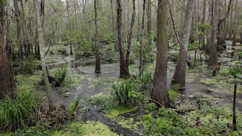 Joyce Wildlife Swampwalk - Ponchatoula, LA