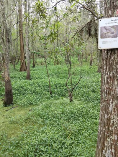 Joyce Wildlife Swampwalk - Ponchatoula, LA