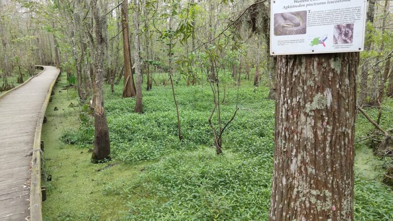 Joyce Wildlife Swampwalk - Ponchatoula, LA