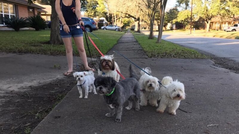 Pooch And Pal Pet Care - ,