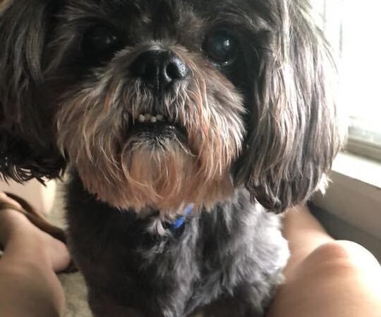 Pooch And Pal Pet Care - ,
