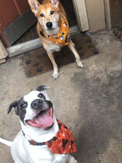 Pooch And Pal Pet Care - ,