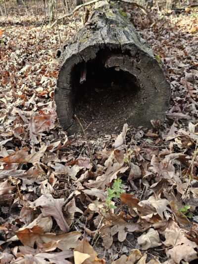 Wolf Creek south trailhead - Poplar Bluff, MO