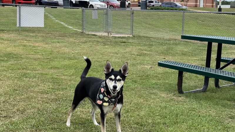 Dog Park at Love's Travel Stops - Poplarville, MS