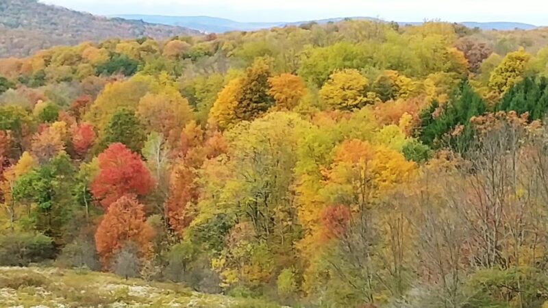 State Game Lands Number 61 - Port Allegany, PA