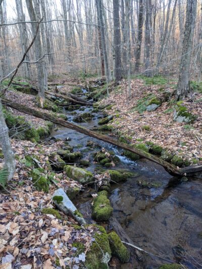 State Game Lands Number 61 - Port Allegany, PA